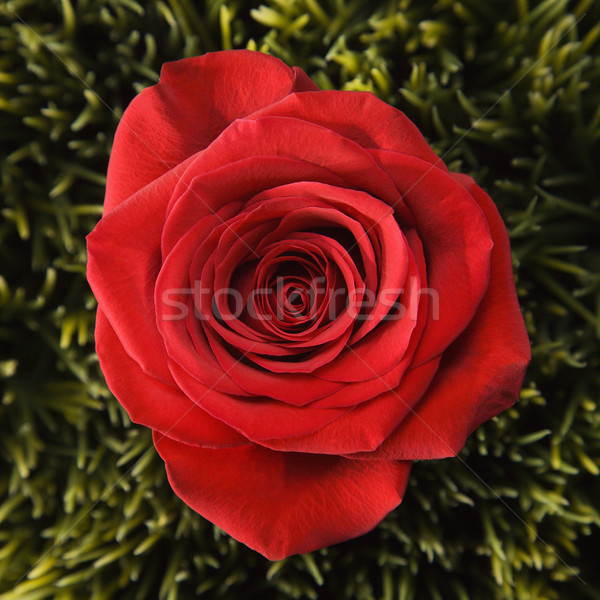 Red rose in grass. Stock photo © iofoto