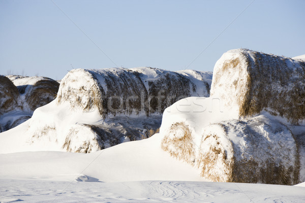 Snow on hay bales. Stock photo © iofoto