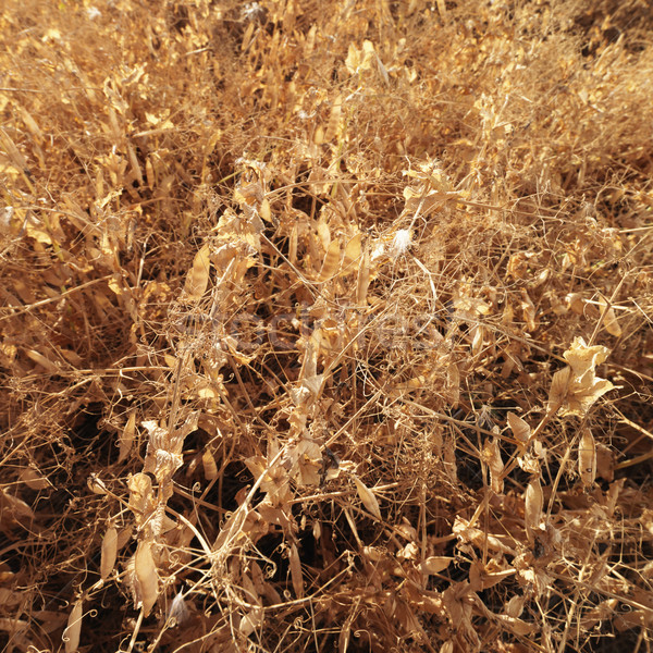Planten Geel uit veld voedsel boerderij Stockfoto © iofoto