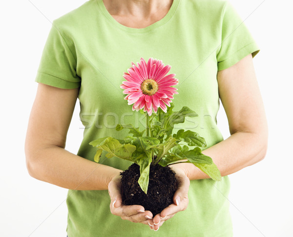 Frau halten Gänseblümchen Porträt stehen rosa Stock foto © iofoto