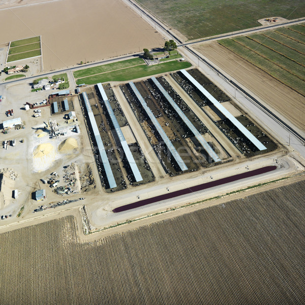 Livestock farm aerial. Stock photo © iofoto