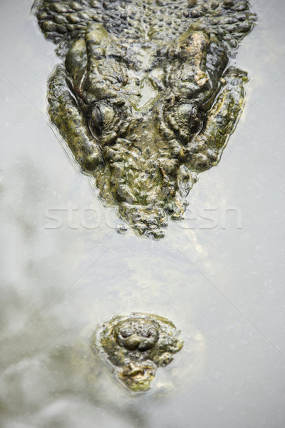 Crocodile in water. Stock photo © iofoto