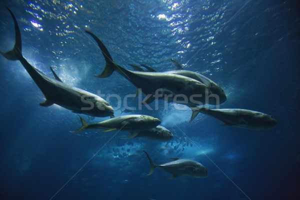 Iskola hal úszik akvárium Lisszabon Spanyolország Stock fotó © iofoto
