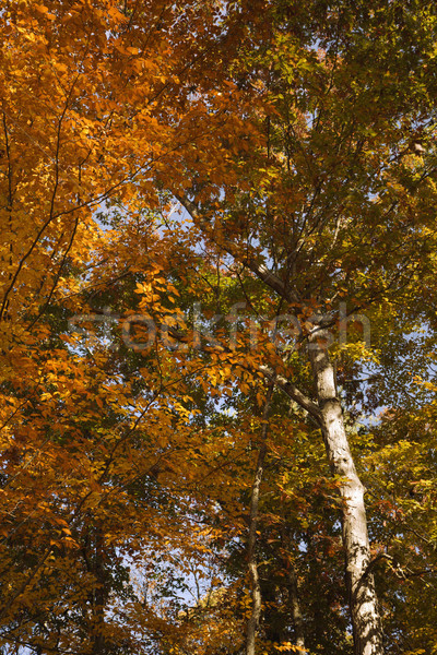 Stock photo: Tree with Fall foliage.