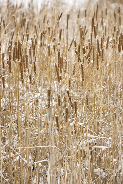 Cattail plants in snow. Stock photo © iofoto