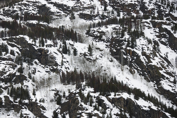 Schnee bedeckt Berghang steilen Bäume Auge Stock foto © iofoto