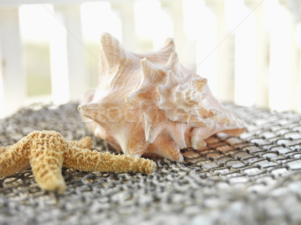 Seashells. Stock photo © iofoto