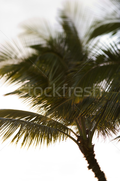 Palm tree in Maui, Hawaii. Stock photo © iofoto