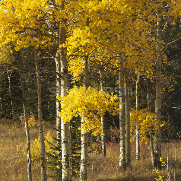 Aspen trees in Wyoming. Stock photo © iofoto