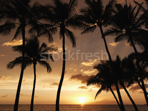 Maui palm trees at sunset. Stock photo © iofoto