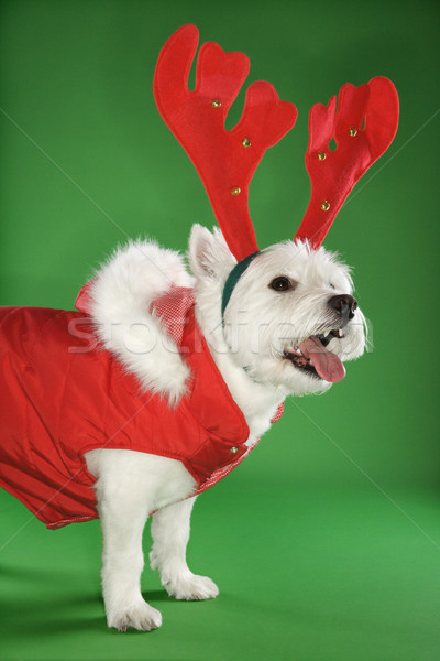 White terrier dog wearing antlers. Stock photo © iofoto