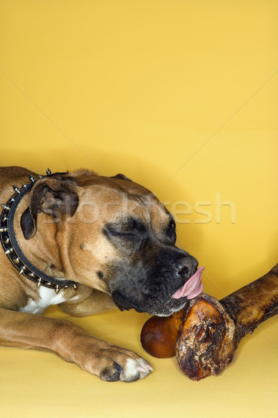 Dog licking big bone. Stock photo © iofoto