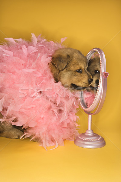 Puppy wearing pink feather boa. Stock photo © iofoto