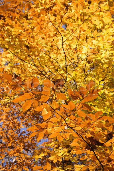 Tree Fall foliage. Stock photo © iofoto