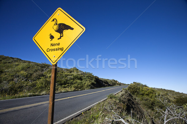 Nene Crossing sign in Maui, Hawaii. Stock photo © iofoto