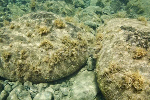 Underwater rocks in Maui, Hawaii. Stock photo © iofoto