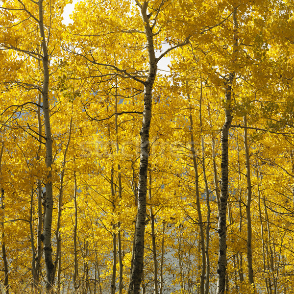 Aspen trees in Wyoming. Stock photo © iofoto