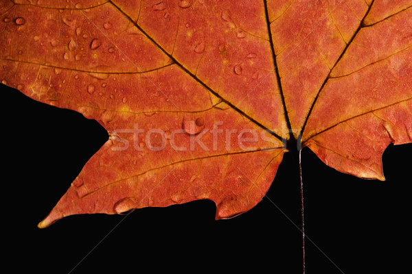 Stock photo: Maple leaf macro.