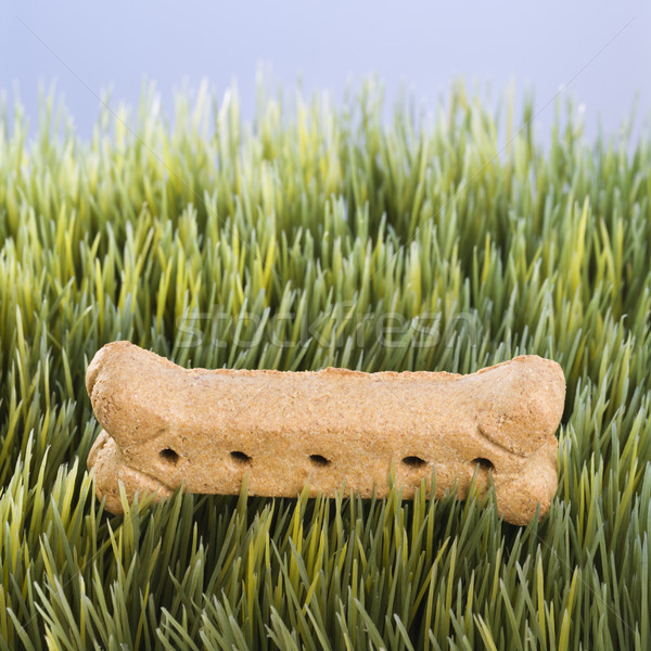 Dog treat in grass. Stock photo © iofoto