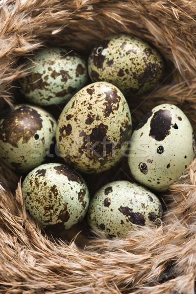 Oeufs nid nature maison animaux avenir [[stock_photo]] © iofoto