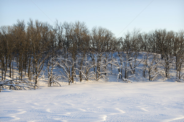 Trees in snow. Stock photo © iofoto