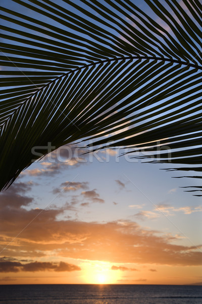 Maui sunset over Pacific. Stock photo © iofoto