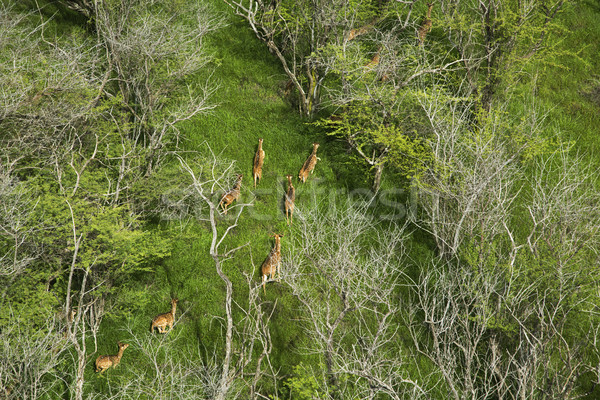 Maui axis deer. Stock photo © iofoto