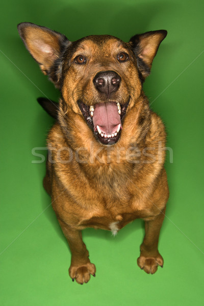 Szczęśliwy cute brązowy pies mieszany posiedzenia Zdjęcia stock © iofoto