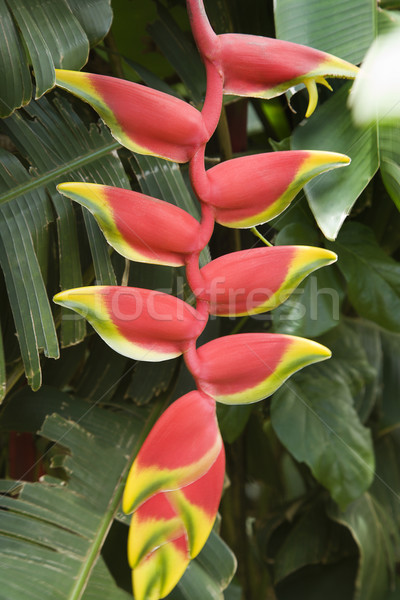 Tropical flower in bloom. Stock photo © iofoto