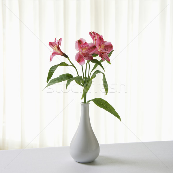 Blumen Vase rosa weiß Farbe Anlage Stock foto © iofoto