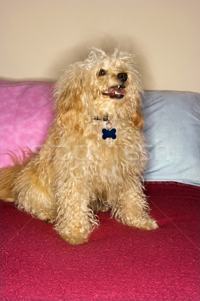 Cute gemischte Rasse Hund Porträt lächelnd Stock foto © iofoto