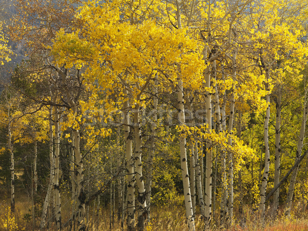 Aspen trees in fall color. Stock photo © iofoto