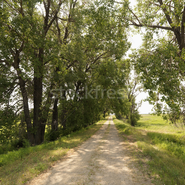 Rural camino rural escénico árbol camino de grava país Foto stock © iofoto