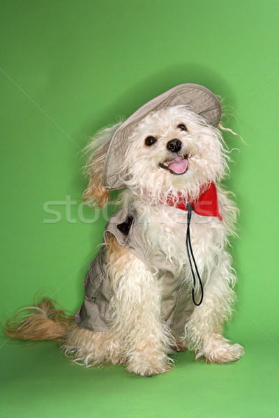 Stock photo: Fluffy dog in safari outfit.