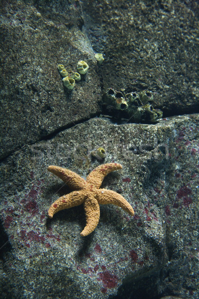 Stok fotoğraf: Denizyıldızı · sualtı · kaya · yüzey · akvaryum · Lizbon
