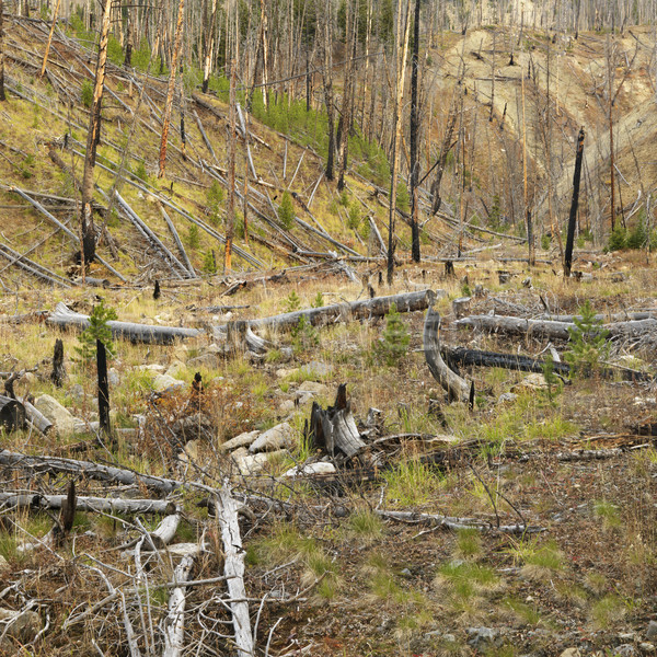 Crecimiento incendios forestales nuevos forestales destruido fuego Foto stock © iofoto