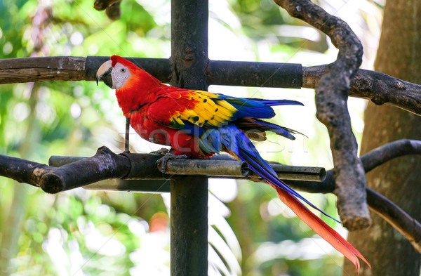 Przyrody Kostaryka papuga zielone tropikalnych lasu Zdjęcia stock © Ionia