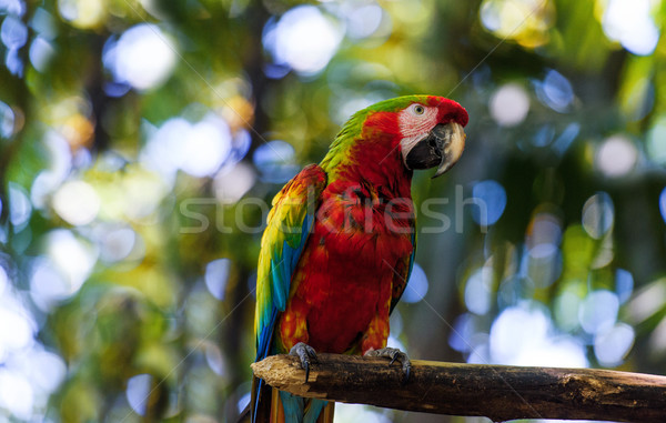 Fauna Costa Rica loro verde tropicales forestales Foto stock © Ionia