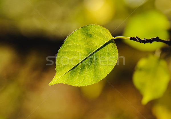 Zielone wiosną czasu lasu Zdjęcia stock © Ionia