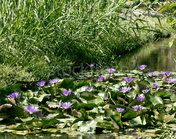 real lake with lotus flowers, wild nature oriental Stock photo © iordani