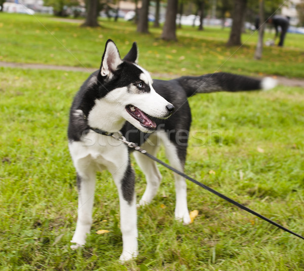 husky dog outside on a leash walking, green grass in park  Stock photo © iordani