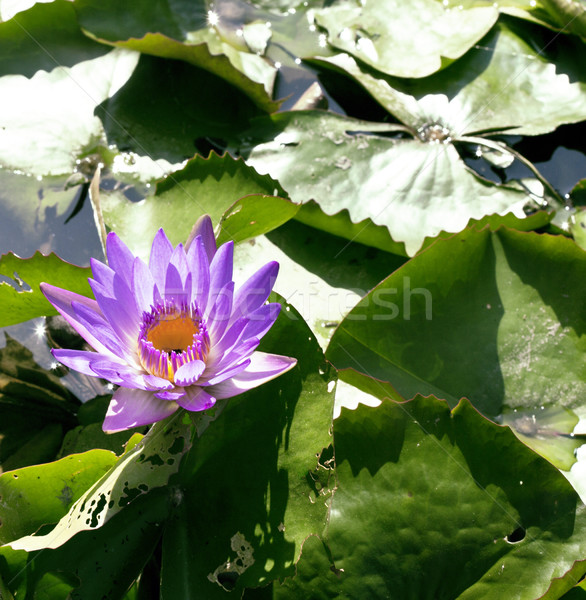 本当の 湖 蓮 花 自然 ストックフォト © iordani