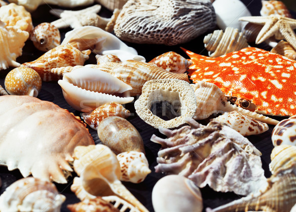  lot of seashells on setout together with crab Stock photo © iordani