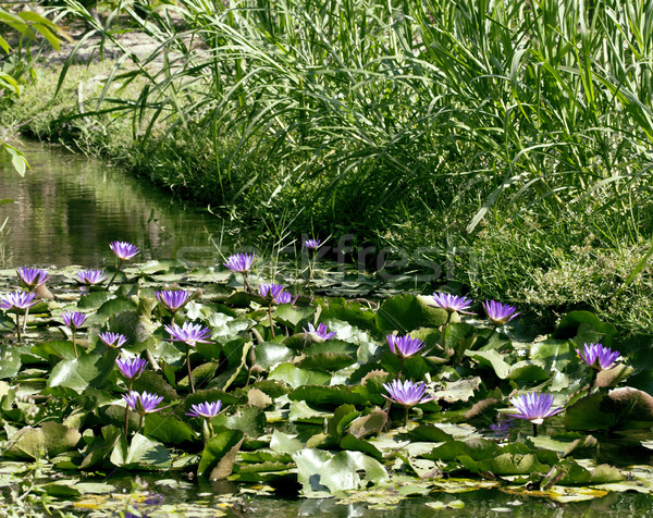 real lake with lotus flowers, wild nature oriental Stock photo © iordani