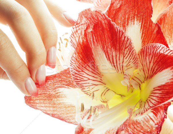 beauty delicate hands with pink Ombre design manicure holding red flower amaryllis close up isolated Stock photo © iordani