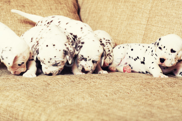human hand holding many puppies dalmatian Stock photo © iordani