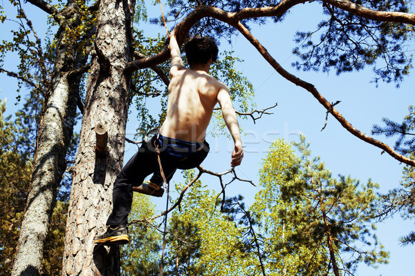 young man climbing on tree with rope Stock photo © iordani