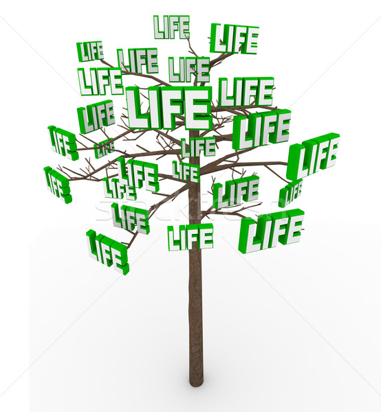 Tree of Life - Natural Growth and Progress in Modern Living Stock photo © iqoncept