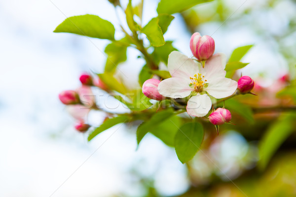 Blanche rose printemps floraison pomme flou [[stock_photo]] © iriana88w