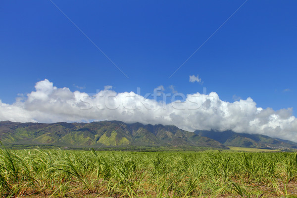 West Maui Mountain and sugar fields crops. Hawaii. Stock photo © iriana88w